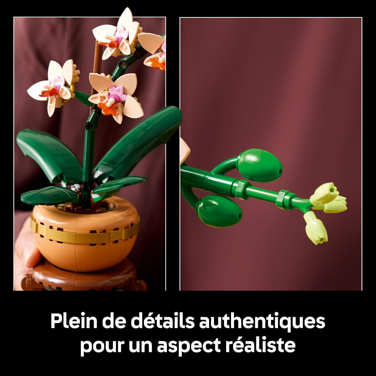 LEGO Botanicals La miniature d'orchidée 10343