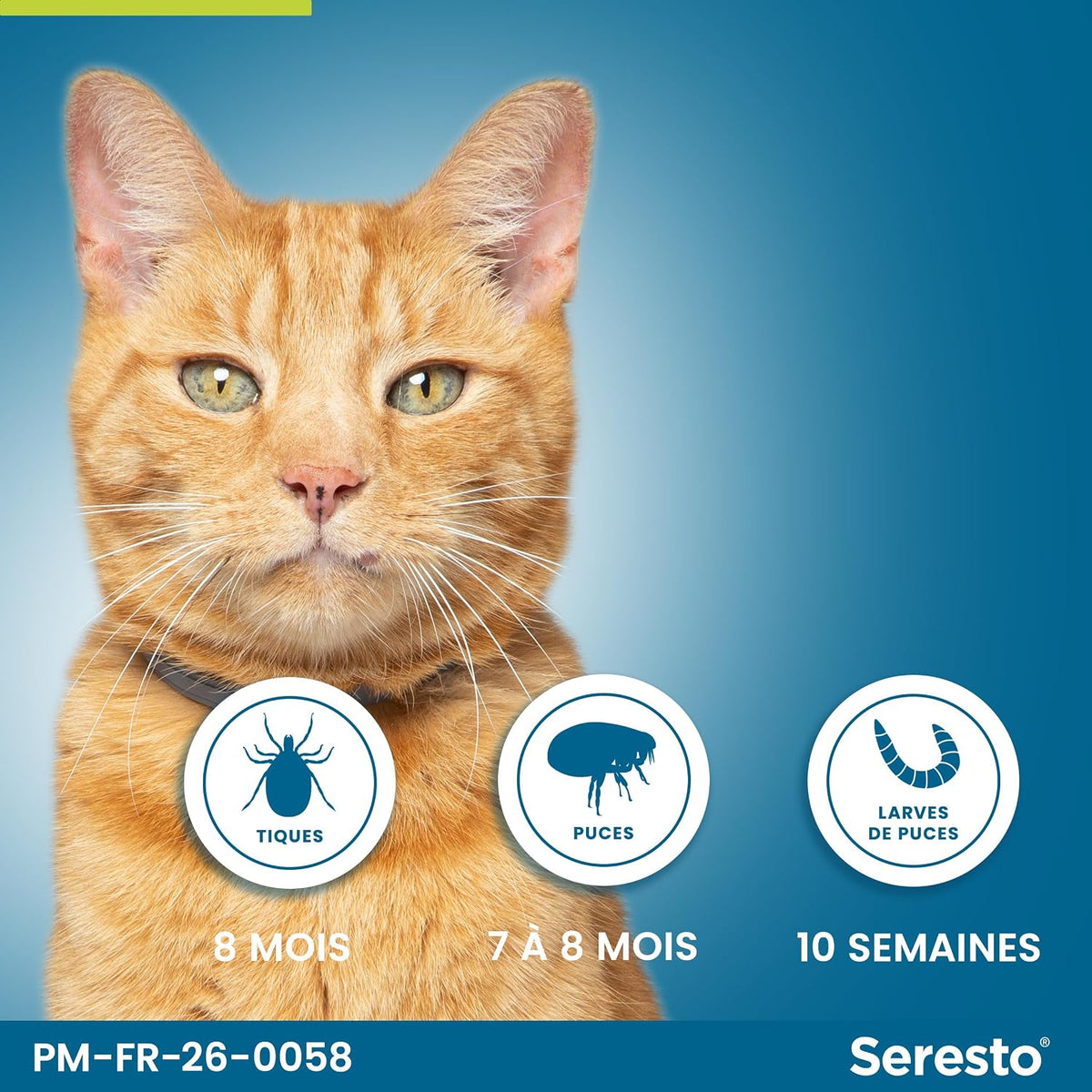 Collier pour chats Seresto – Protection continue contre les puces et les tiques – Collier Seresto pour chat avec protection longue durée de 7 à 8 mois – Gris
